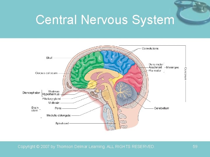 Central Nervous System Copyright © 2007 by Thomson Delmar Learning. ALL RIGHTS RESERVED. 59