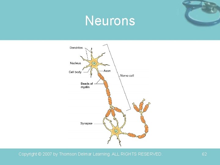 Neurons Copyright © 2007 by Thomson Delmar Learning. ALL RIGHTS RESERVED. 62 