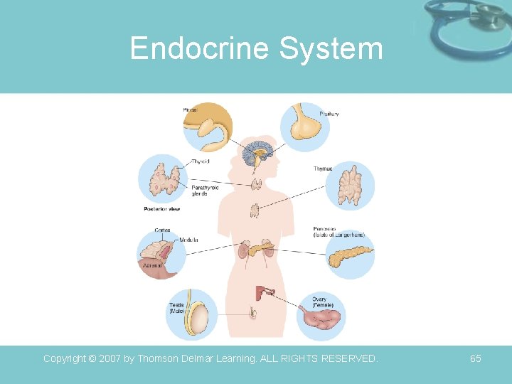 Endocrine System Copyright © 2007 by Thomson Delmar Learning. ALL RIGHTS RESERVED. 65 