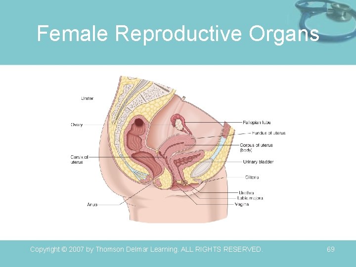 Female Reproductive Organs Copyright © 2007 by Thomson Delmar Learning. ALL RIGHTS RESERVED. 69