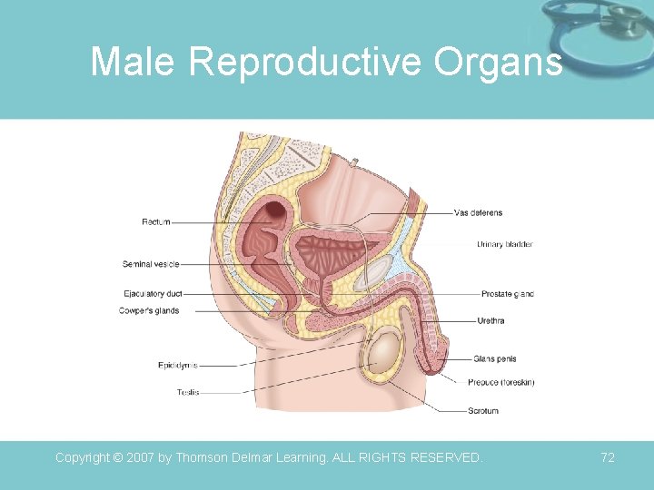 Male Reproductive Organs Copyright © 2007 by Thomson Delmar Learning. ALL RIGHTS RESERVED. 72
