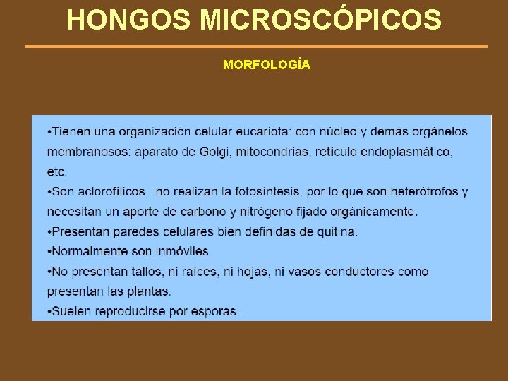 HONGOS MICROSCÓPICOS MORFOLOGÍA 