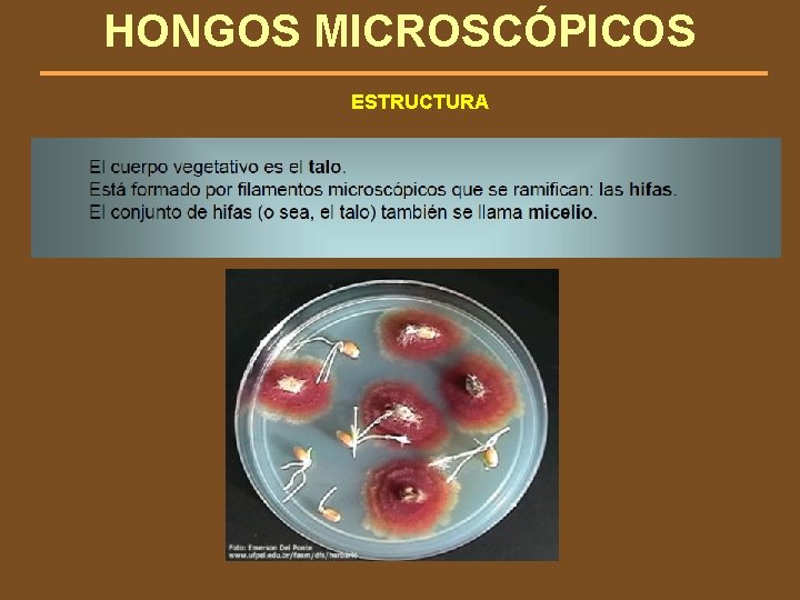 HONGOS MICROSCÓPICOS ESTRUCTURA 