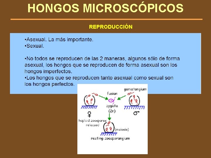 HONGOS MICROSCÓPICOS REPRODUCCIÓN 