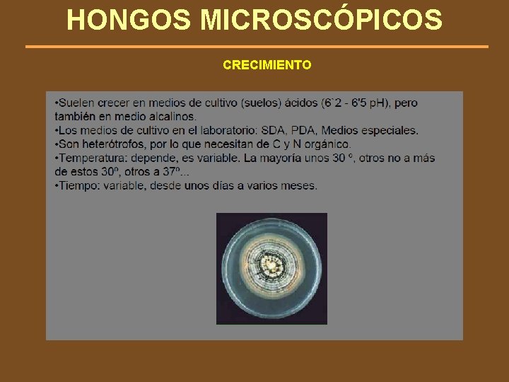 HONGOS MICROSCÓPICOS CRECIMIENTO 