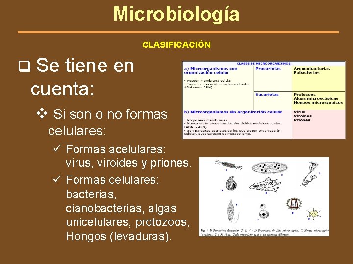 Microbiología CLASIFICACIÓN q Se tiene en cuenta: v Si son o no formas celulares: