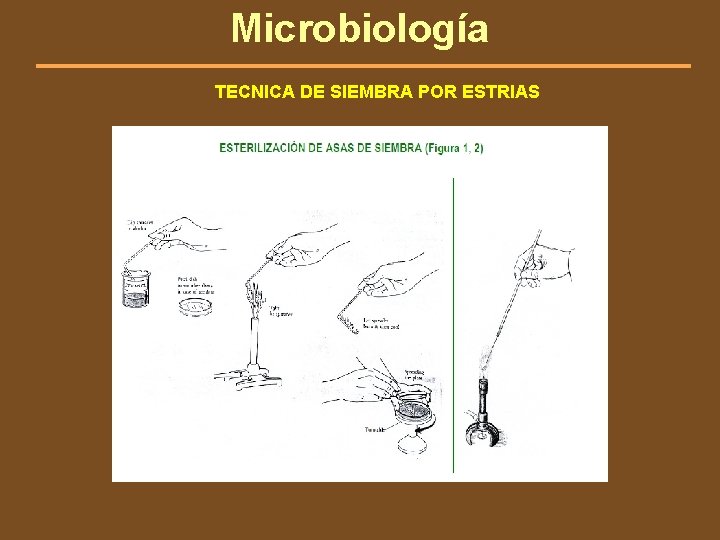 Microbiología TECNICA DE SIEMBRA POR ESTRIAS 