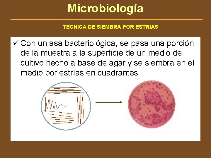 Microbiología TECNICA DE SIEMBRA POR ESTRIAS ü Con un asa bacteriológica, se pasa una