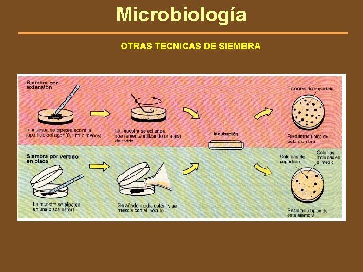 Microbiología OTRAS TECNICAS DE SIEMBRA 