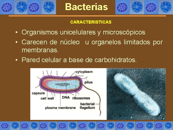 Bacterias CARACTERISTICAS • • Organismos unicelulares y microscópicos Carecen de núcleo u organelos limitados