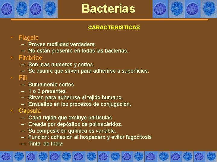 Bacterias CARACTERISTICAS • Flagelo – Provee motilidad verdadera. – No están presente en todas