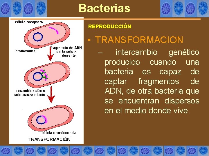 Bacterias REPRODUCCIÓN • TRANSFORMACION – intercambio genético producido cuando una bacteria es capaz de