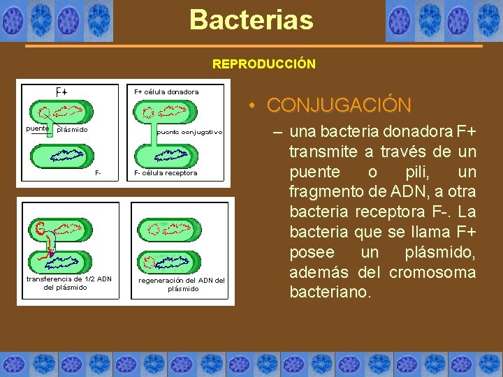 Bacterias REPRODUCCIÓN • CONJUGACIÓN – una bacteria donadora F+ transmite a través de un