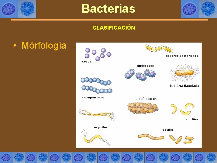 Bacterias CLASIFICACIÓN • Mórfología 