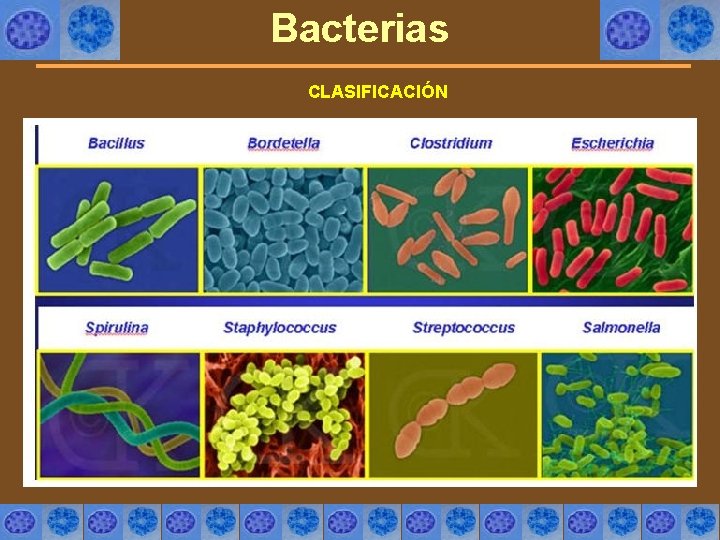 Bacterias CLASIFICACIÓN 