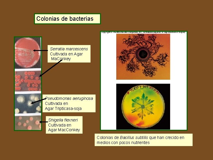 Colonias de bacterias Serratia marcescens Cultivada en Agar Ma. Conkey Pseudomonas aeruginosa Cultivada en