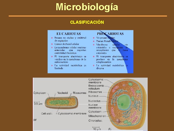 Microbiología CLASIFICACIÓN 