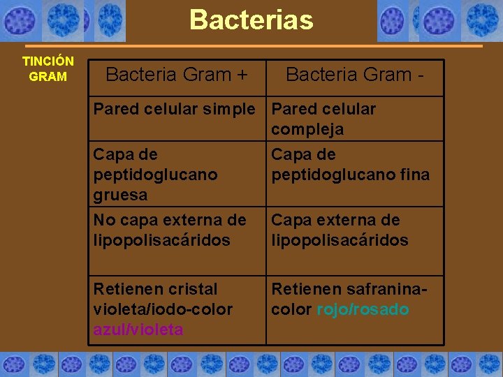 Bacterias TINCIÓN GRAM Bacteria Gram + Bacteria Gram - Pared celular simple Pared celular