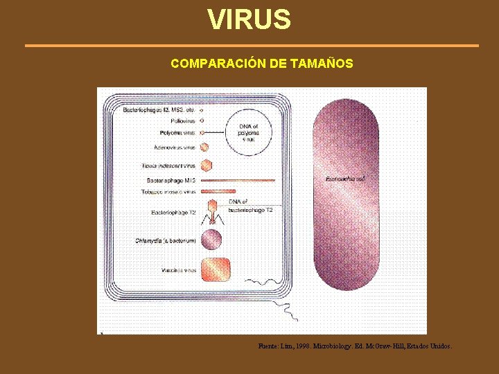 VIRUS COMPARACIÓN DE TAMAÑOS Fuente: Lim, 1998. Microbiology. Ed. Mc. Graw-Hill, Estados Unidos. 