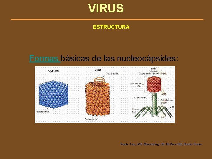 VIRUS ESTRUCTURA Formas básicas de las nucleocápsides: Fuente: Lim, 1998. Microbiology. Ed. Mc. Graw-Hill,