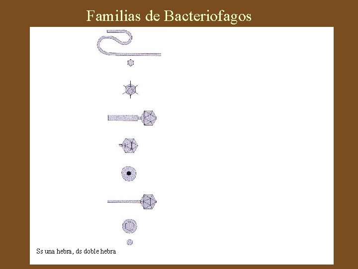 Familias de Bacteriofagos Ss una hebra, ds doble hebra 
