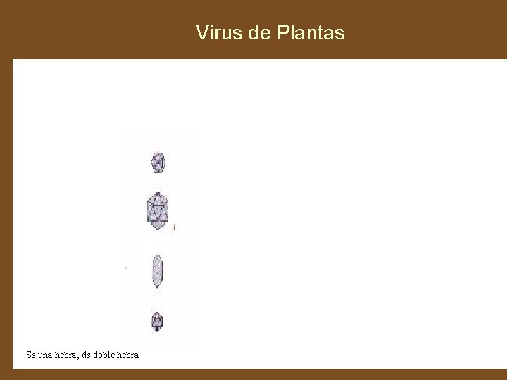 Virus de Plantas Ss una hebra, ds doble hebra 