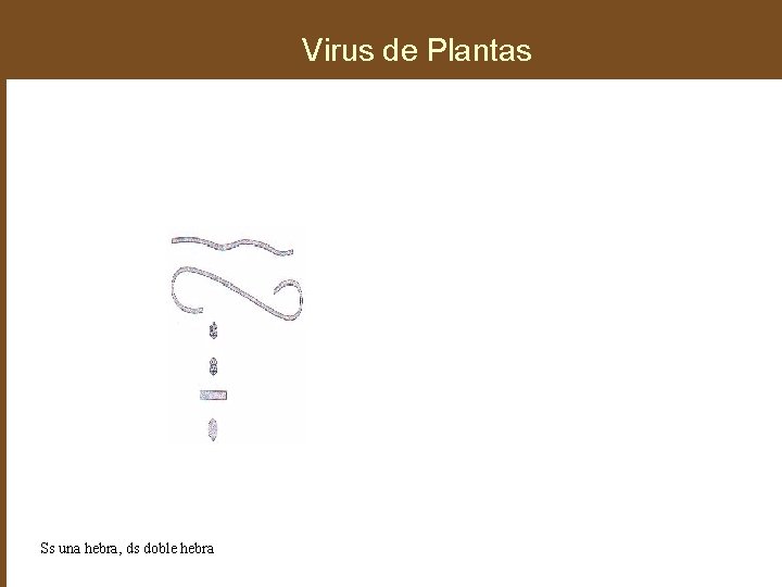 Virus de Plantas Ss una hebra, ds doble hebra 