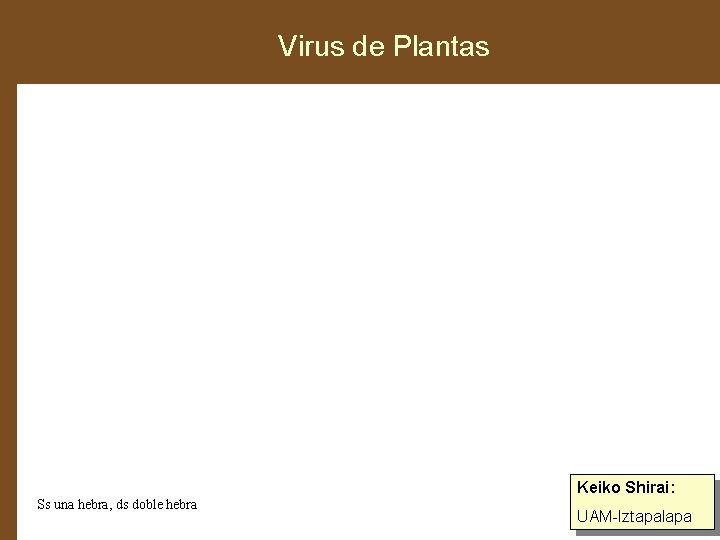 Virus de Plantas Keiko Shirai: Ss una hebra, ds doble hebra UAM-Iztapalapa 