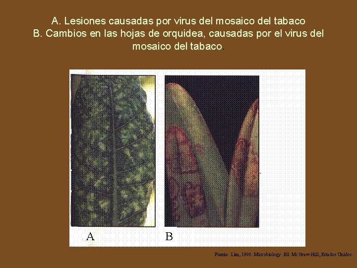 A. Lesiones causadas por virus del mosaico del tabaco B. Cambios en las hojas