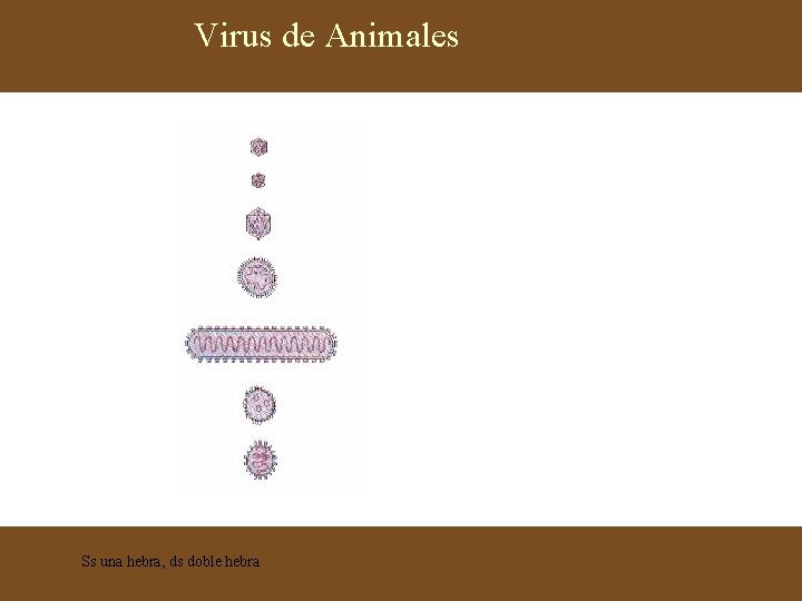 Virus de Animales Ss una hebra, ds doble hebra 