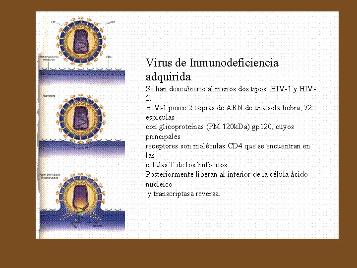 Virus de Inmunodeficiencia adquirida Se han descubierto al menos dos tipos: HIV-1 y HIV