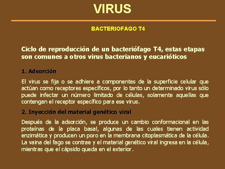 VIRUS BACTERIOFAGO T 4 Ciclo de reproducción de un bacteriófago T 4, estas etapas