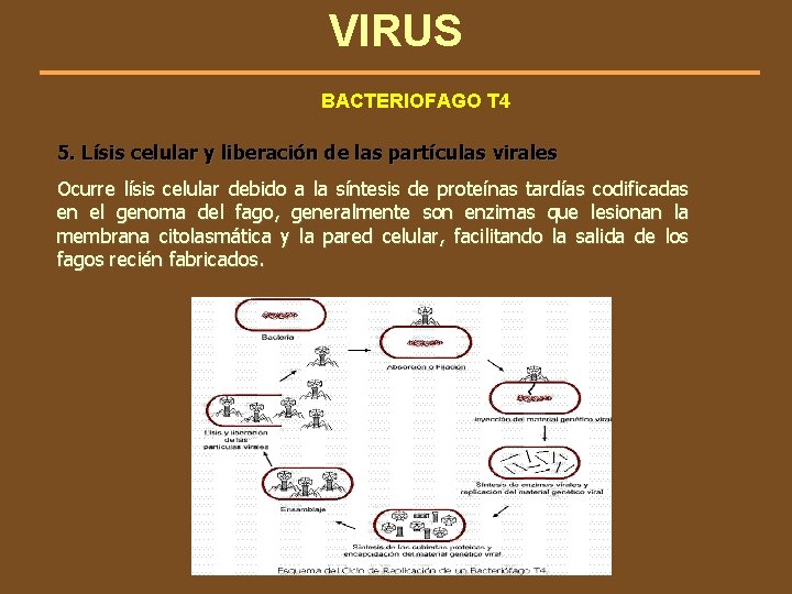 VIRUS BACTERIOFAGO T 4 5. Lísis celular y liberación de las partículas virales Ocurre