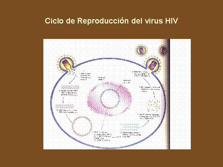 Ciclo de Reproducción del virus HIV 