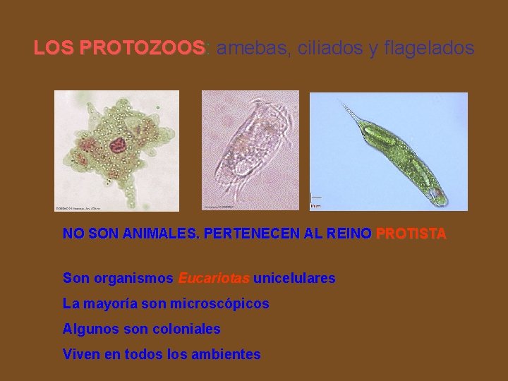 LOS PROTOZOOS: amebas, ciliados y flagelados PROTOZOOS NO SON ANIMALES. PERTENECEN AL REINO PROTISTA