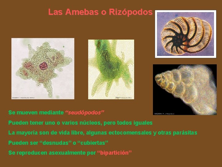Las Amebas o Rizópodos Se mueven mediante “seudópodos” Pueden tener uno o varios núcleos,