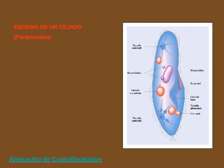 EQUEMA DE UN CILIADO (Paramecium) Animación de Coanoflagelados 