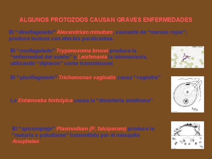 ALGUNOS PROTOZOOS CAUSAN GRAVES ENFERMEDADES El “dinoflagelado” Alexandrium minutum, causante de “mareas rojas”, produce