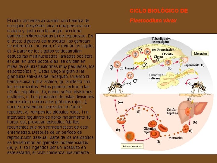 CICLO BIOLÓGICO DE El ciclo comienza a) cuando una hembra de mosquito Anopheles pica