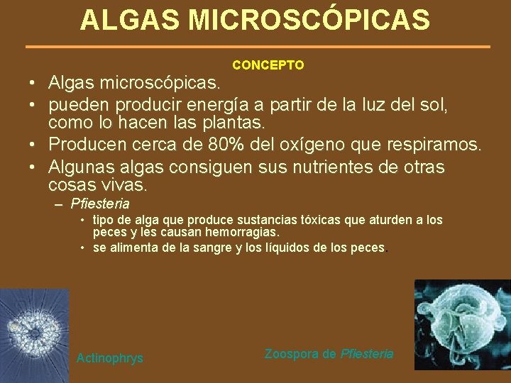 ALGAS MICROSCÓPICAS CONCEPTO • Algas microscópicas. • pueden producir energía a partir de la