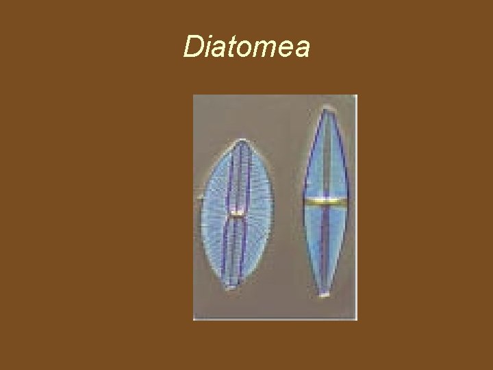 Diatomea 