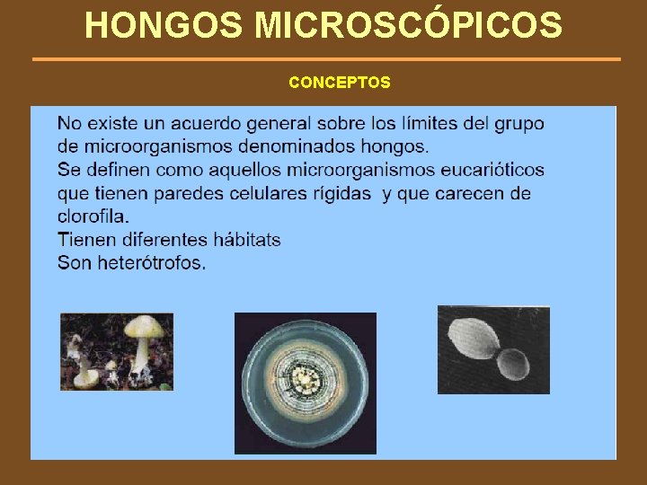 HONGOS MICROSCÓPICOS CONCEPTOS 