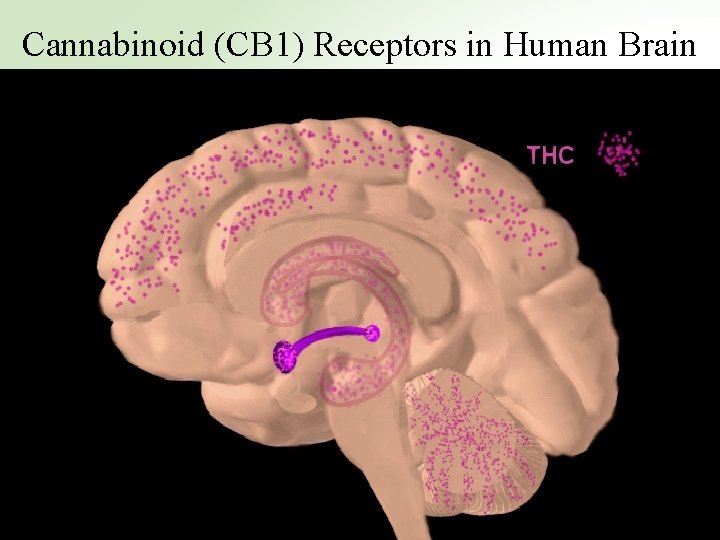 Cannabinoid (CB 1) Receptors in Human Brain 