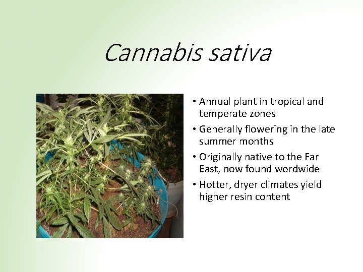 Cannabis sativa • Annual plant in tropical and temperate zones • Generally flowering in