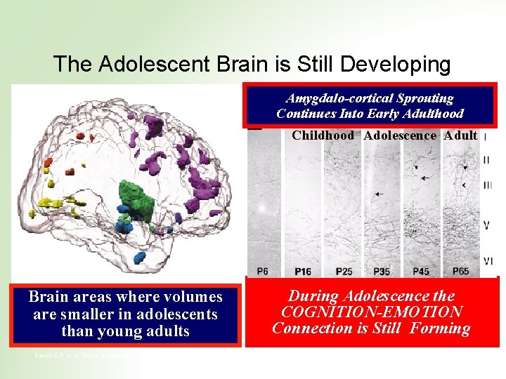 The Adolescent Brain is Still Developing Amygdalo-cortical Sprouting Continues Into Early Adulthood Childhood Adolescence
