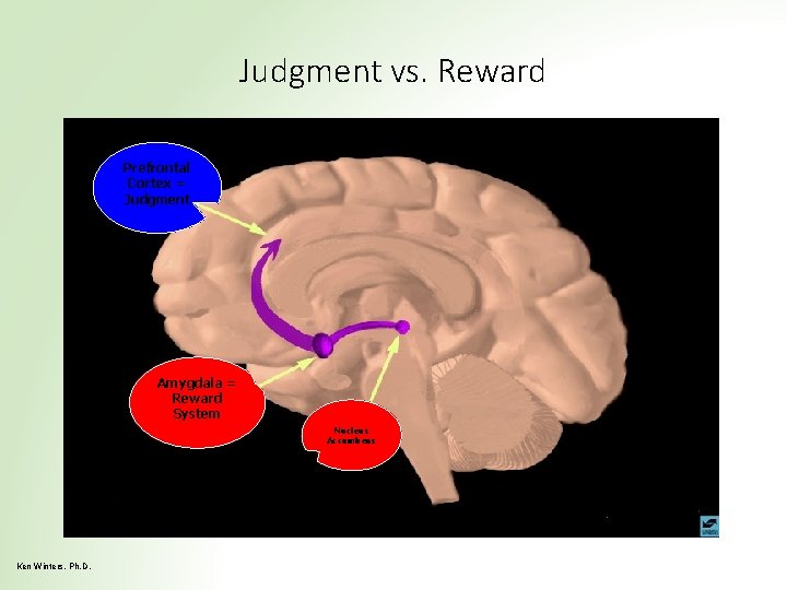 Judgment vs. Reward Prefrontal Cortex = Judgment Amygdala = Reward System Nucleus Accumbens Ken