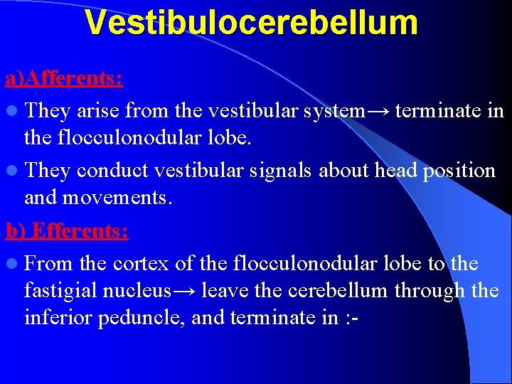 Vestibulocerebellum a)Afferents: l They arise from the vestibular system→ terminate in the flocculonodular lobe.