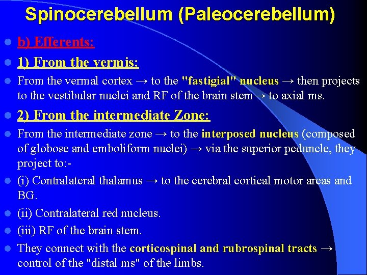 Spinocerebellum (Paleocerebellum) l b) Efferents: l 1) From the vermis: l From the vermal