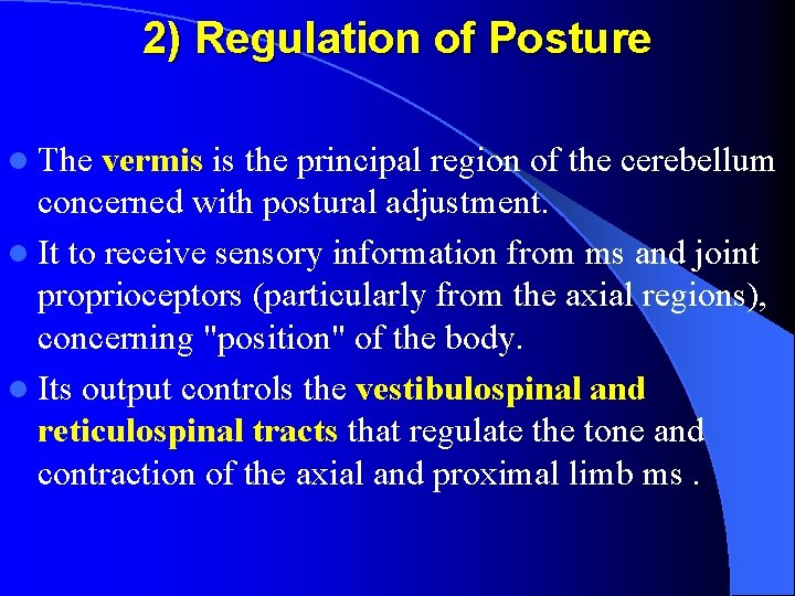 2) Regulation of Posture l The vermis is the principal region of the cerebellum