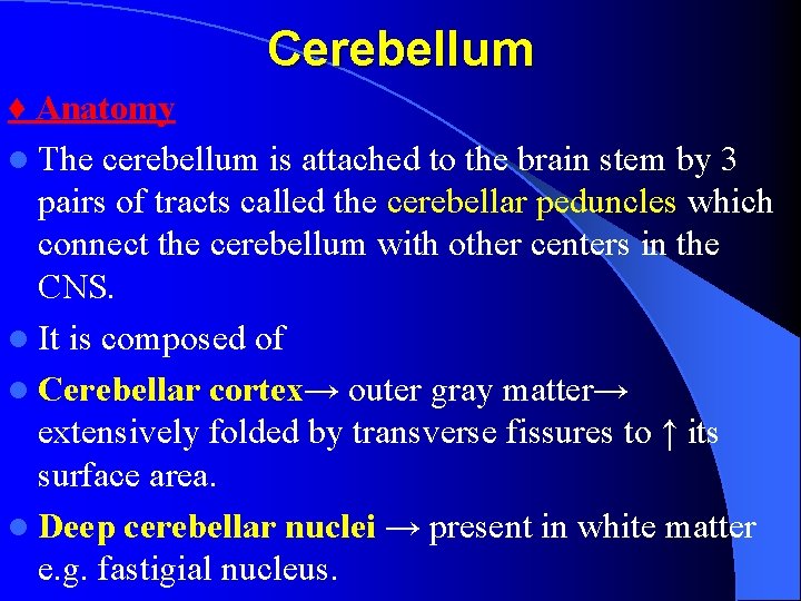 Cerebellum ♦ Anatomy l The cerebellum is attached to the brain stem by 3